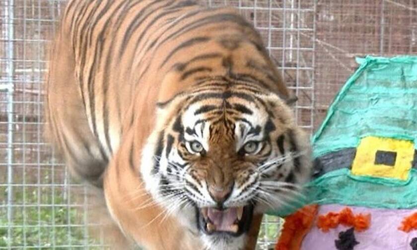 Εξαγριωμένη τίγρη ορμάει σε βανάκι με τουρίστες! (video)
