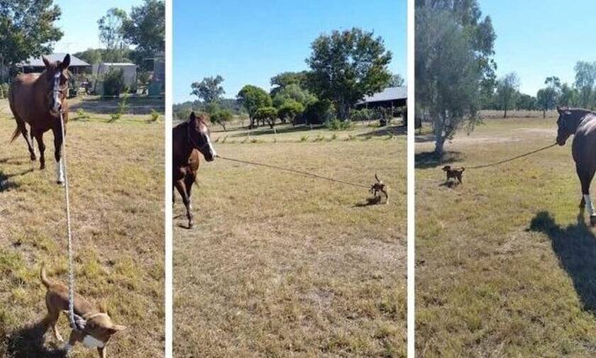 Απίστευτο βίντεο: Σκυλάκος βγάζει «βόλτα» ένα άλογο!