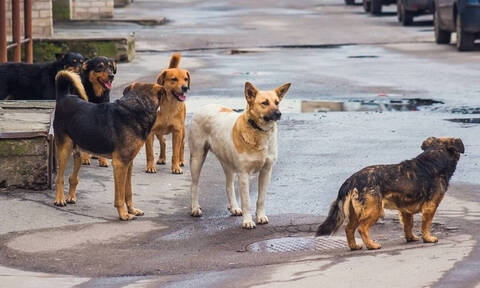Τραγωδία στη Θεσσαλονίκη: Νεκρός άνδρας μετά από επίθεση αδέσποτων σκύλων