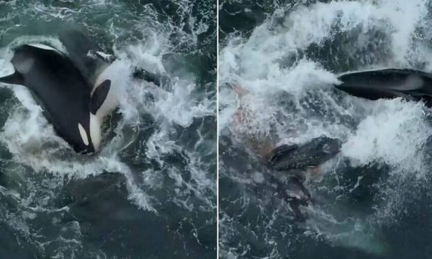 Βίντεο: Φάλαινες-δολοφόνοι κατασπαράζουν φάλαινα μαζί με το μικρό της!