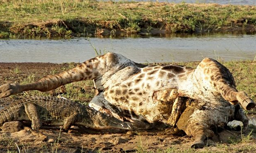 Σκληρές εικόνες: Κροκόδειλος κατασπαράζει καμηλοπάρδαλη! (vid)