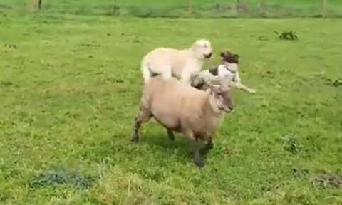 Αυτό είναι το πρόβατο που «τρελαίνει» κόσμο στο διαδίκτυο! Ζει σαν... τσοπανόσκυλο (Video)