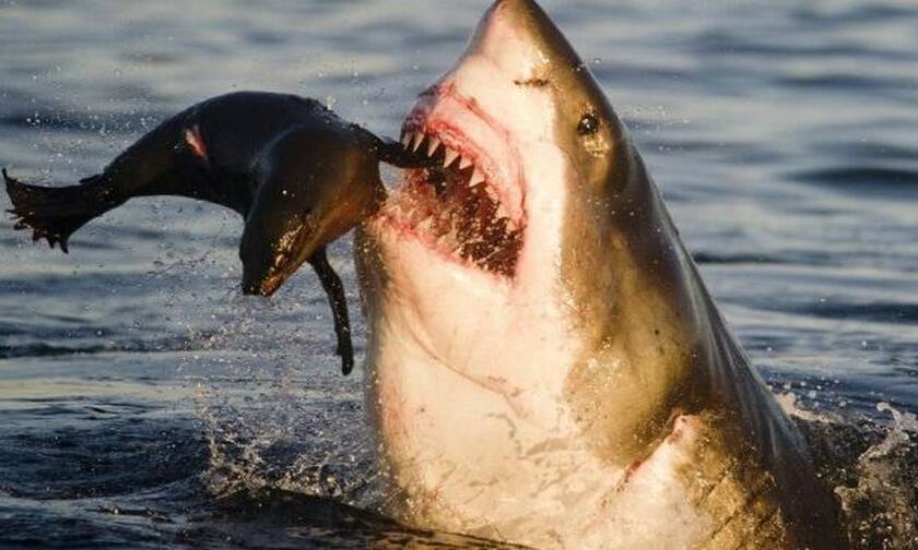 Σκληρές εικόνες: Καρχαρίας κατασπαράζει άτυχη φώκια (vid)
