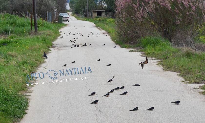 Φρίκη στο Άργος: Γέμισε ο δρόμος νεκρά χελιδόνια - Δείτε τι συνέβη (pics)