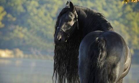 Αυτό είναι το ομορφότερο άλογο του κόσμου (pics)