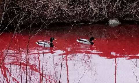 Ανατριχιαστικές εικόνες από «το ποτάμι του αίματος»