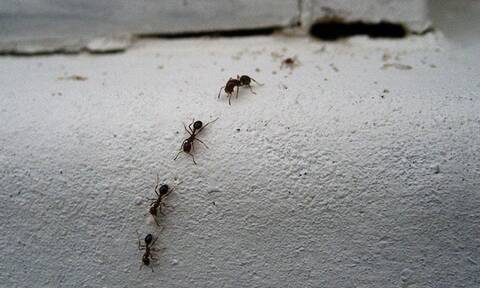 Έτσι θα απαλλαγείτε από όλα τα έντομα στο σπίτι σας
