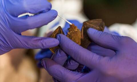 Κυνηγοί ιών: Ερευνούν σπηλιές νυχτερίδων για να προβλέψουν την επόμενη πανδημία