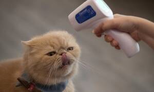 Κορονοϊός: Έκαναν ευθανασία στη γάτα τους και αποκαλύφθηκε ότι ήταν θετική στον ιό