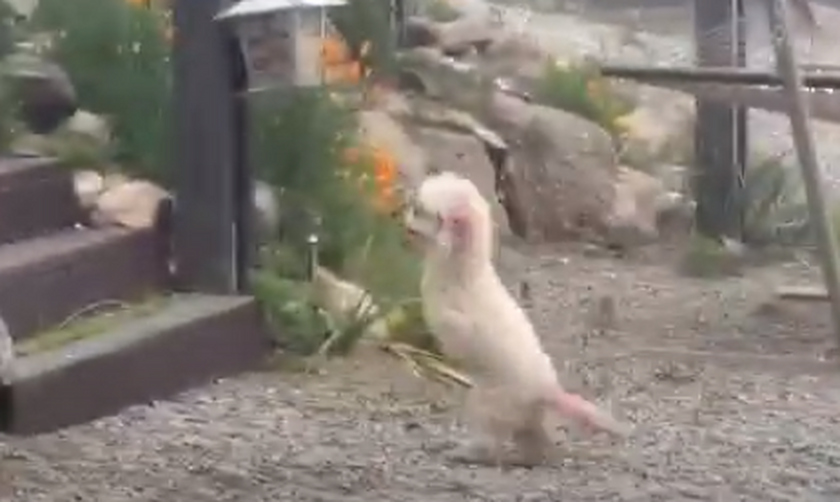 Το βίντεο που ραγίζει καρδιές: Δείτε τι κάνει ακρωτηριασμένη σκυλίτσα για να ανέβει τη σκάλα (vid)