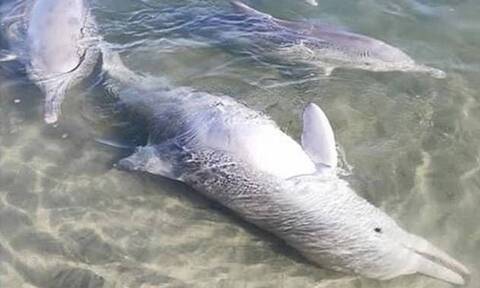 Δελφίνι κάνει δώρα στους επισκέπτες για φαγητό - Δείτε τι βγάζει από τη θάλασσα (pics+vid)