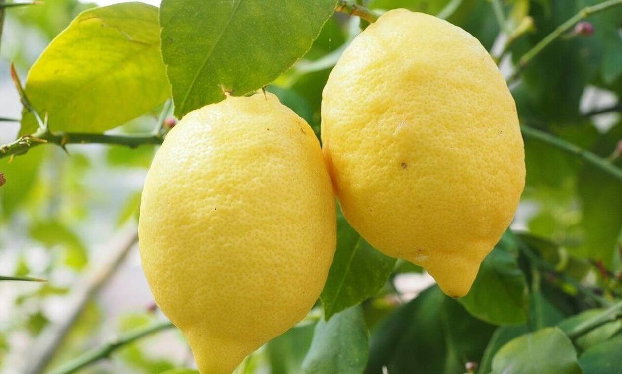 https://nb.bbend.net/media/news/2020/05/24/1084829/main/Lemon.jpg