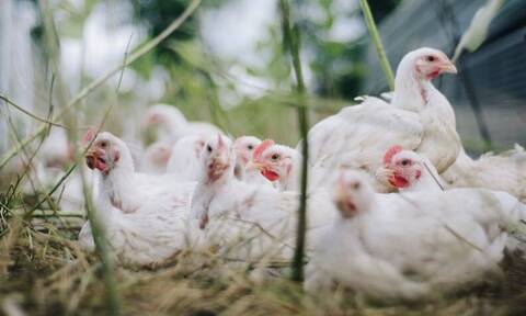 Κορονοϊός: Ανατριχιαστική πρόβλεψη επιστήμονα - «Θα πεθάνει ο μισός πληθυσμός από τα κοτόπουλα»!