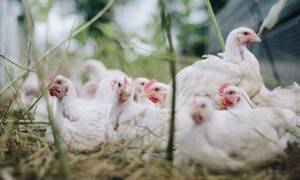 Κορονοϊός: Ανατριχιαστική πρόβλεψη επιστήμονα - «Θα πεθάνει ο μισός πληθυσμός από τα κοτόπουλα»!