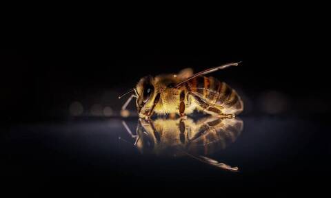 Αυτά είναι τα πιο επικίνδυνα έντομα στον κόσμο (photos)