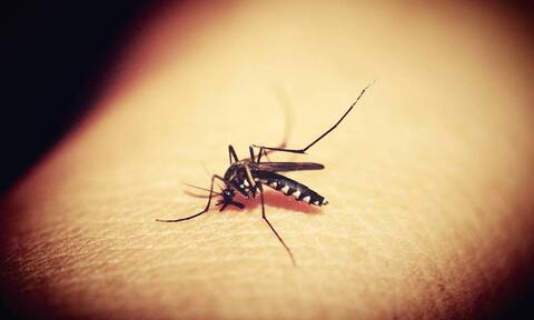 Αυτό είναι το μυστικό για να μην σε πλησιάζουν τα κουνούπια (photos)