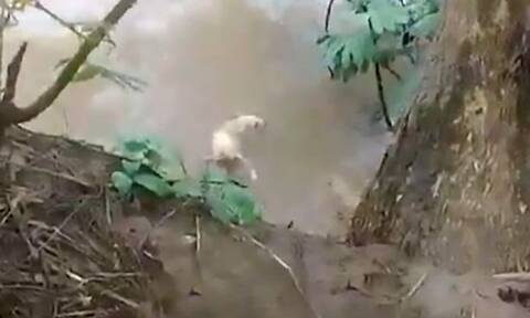 Φρίκη: Πέταξαν σκύλο σε λίμνη με κροκόδειλους - Προσοχή! Σκληρές εικόνες