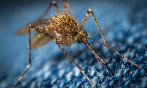 Μεγάλη προσοχή με τα κουνούπια - Πώς να προστατευτείτε από το κουνούπι - τίγρης