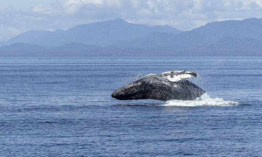 Μπλε φάλαινα κάνει «πιρουέτα» και «τρελαίνει» κόσμο (video)