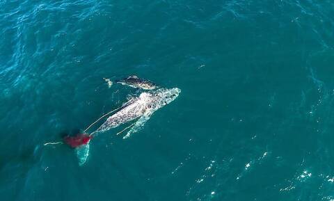 Λευκός καρχαρίας έπνιξε τεράστια φάλαινα σε τρομερή μάχη (vid)
