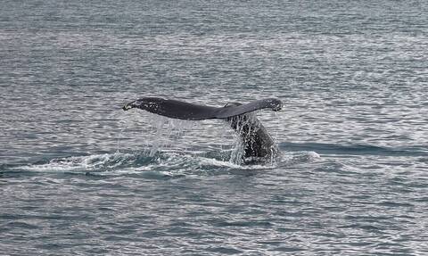 Κοπάδι από τεράστιες φάλαινες στήνουν… πάρτι κοντά σε αλιευτικό (vid)