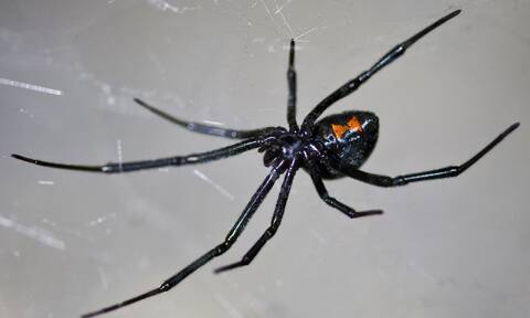 Βρέφος στη ΜΕΘ από δάγκωμα αράχνης: Ποιες είναι οι δηλητηριώδεις αράχνες στην Ελλάδα; 