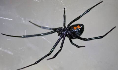 Μαύρη αράχνη: Αγωνία για το βρέφος – Τι λέει η γυναίκα που τσιμπήθηκε
