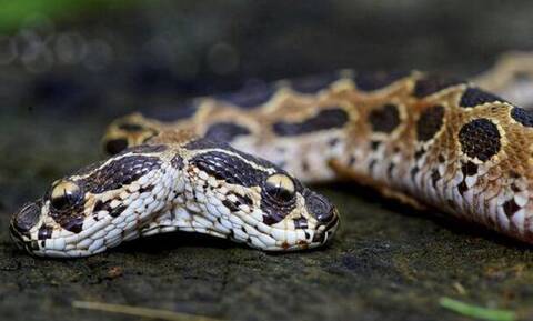 Το πιο επικίνδυνο φίδι του κόσμου: Ανακαλύφθηκε δικέφαλη οχιά