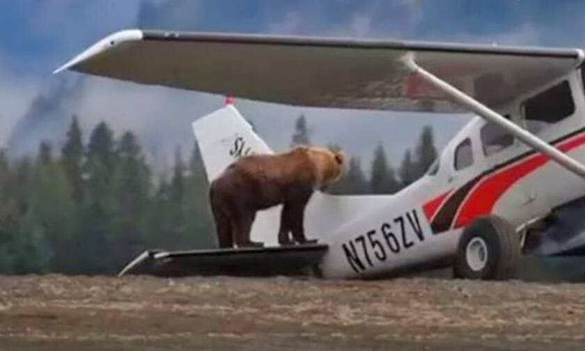Φοβερό: Αρκούδα σταματάει την απογείωση αεροπλάνου!