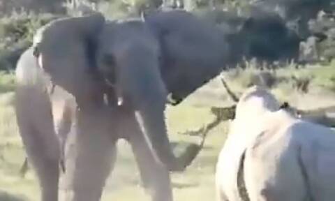 Σκληρή μάχη - Ελέφαντας τα έβαλε με τον ρινόκερο, έκπληξη ο νικητής (vid)