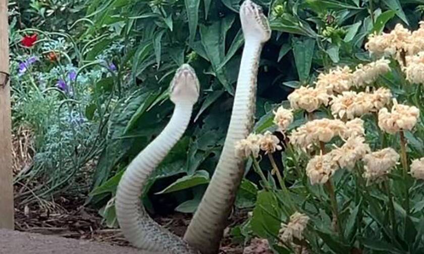 Βγήκε στην αυλή της και είδε δύο φίδια να… παλεύουν!