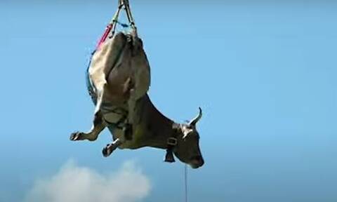 Βίντεο: Αγελάδα «πετά» με ελικόπτερο πάνω από τις κοιλάδες της Ελβετίας