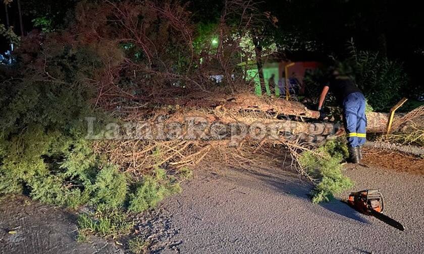 Φθιώτιδα: Δέντρο καταπλάκωσε γυναίκα στο ΚΑΑΥ Καραβομύλου