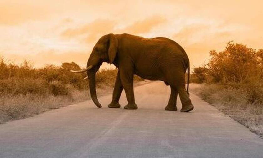 Τραγωδία: Ελέφαντας σε κατάσταση αμοκ ποδοπάτησε ολόκληρο χωριό - Ένας νεκρός
