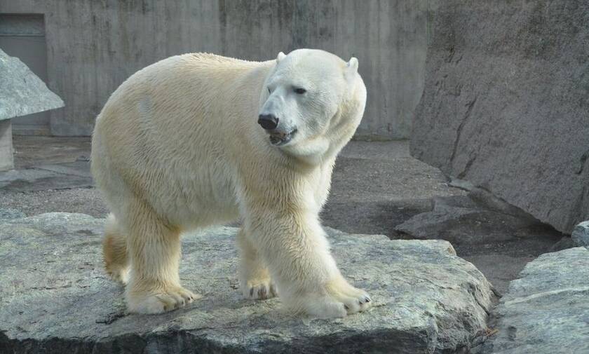 Απίστευτη τραγωδία: Πολική αρκούδα κατασπάραξε άνδρα