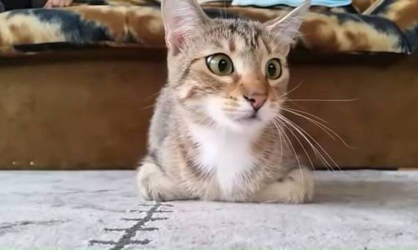 Βίντεο: Γάτα βλέπει θρίλερ – Δεν υπάρχουν οι αντιδράσεις της