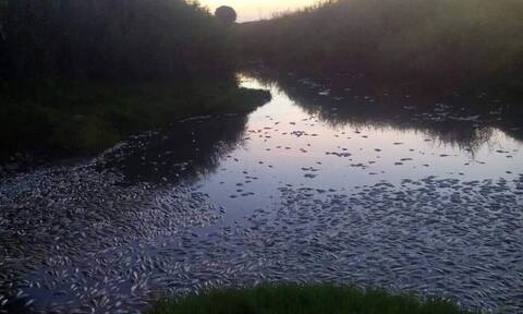 Εικόνες σοκ στην Ξάνθη - Εκατοντάδες νεκρά ψάρια στις όχθες ποταμού
