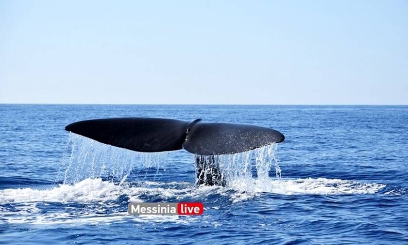 Δέος: Τεράστια φάλαινα εμφανίστηκε δίπλα σε σκάφος στη Μάνη (pics)