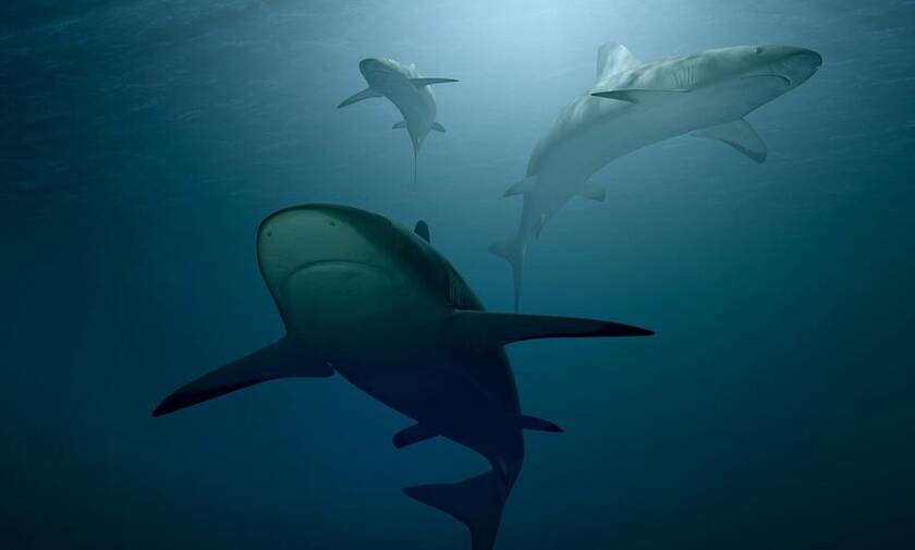 Ελλάδα: Σε αυτές τις θάλασσες μπορεί να πετύχεις καρχαρίες