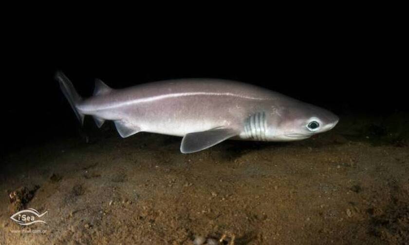 Προστατευόμενο είδος καρχαρία ο «γαλέος» που πιάστηκε στο Αιγαίο