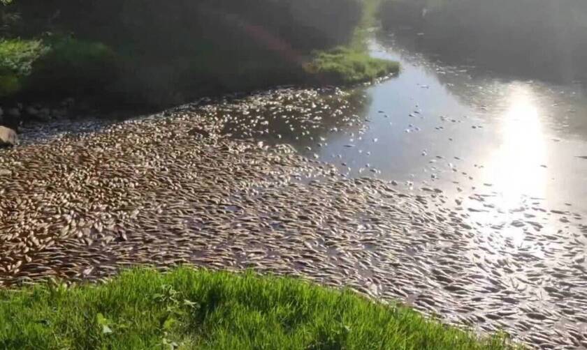 Απίστευτες εικόνες: Εκατοντάδες νεκρά ψάρια στον ποταμό Κομψάτο (video)