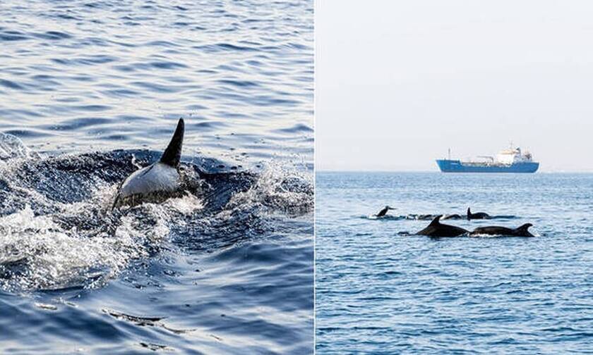 Κύπρος: Αγέλη δελφινιών στη θαλάσσια περιοχή Λεμεσού