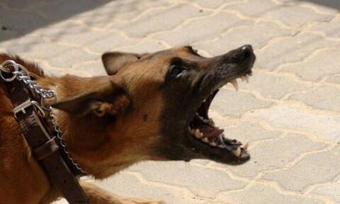 Μεσσήνη: Επίθεση σκύλου σε 7χρονο αγοράκι - Τον δάγκωσε στο λαιμό