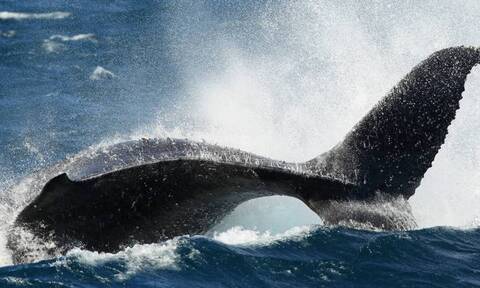 «Συμμορία» από φάλαινες κατασπαράζει λευκούς καρχαρίες - Προβληματίζονται οι επιστήμονες