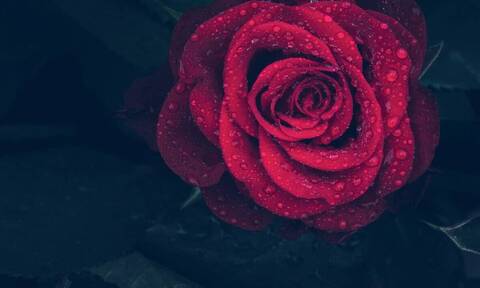 Θανάσιμη ομορφιά: Σπάνια μπλε οχιά κουρνιάζει σε κατακόκκινο τριαντάφυλλο (vid)
