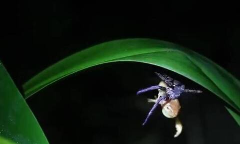 Απίστευτες εικόνες - Αράχνη άρπαξε και σκότωσε βάτραχο (vid)