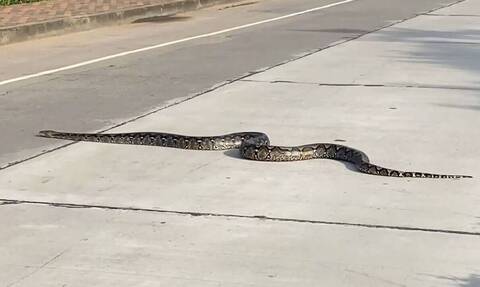 Χάζεψαν όλοι... Τεράστιο φίδι κόβει βόλτες σε δρόμο και σκορπά πανικό!