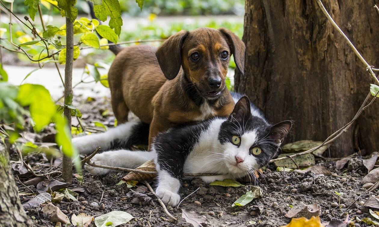 Κορονοϊός:  Οι γάτες μεταδίδουν μεταξύ τους τον ιό, ενώ οι σκύλοι όχι