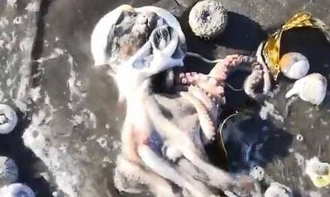 Θρίλερ στη Ρωσία: Απόκοσμες εικόνες χιλιάδων νεκρών ζώων στην Καμτσάτκα