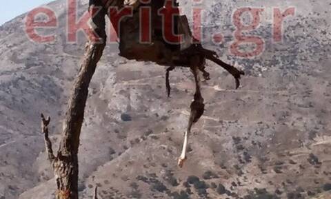 Κρήτη: Κρέμασαν ζώο και το άφησαν να λιώσει πάνω σε δέντρο – Εικόνες που σοκάρουν